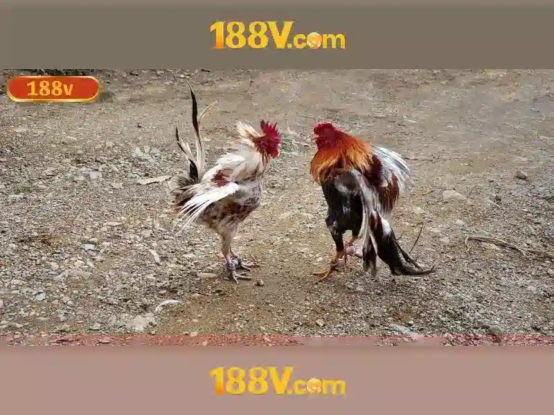 Bull Bull trực tuyến
