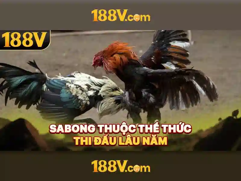 Bull Bull trực tuyến